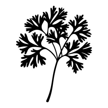 Silhouette of Fresh Cilantro Leaf with Delicate Leaflets on Elegant Stem for Culinary and Botanical Use
