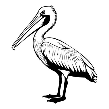 Detailed Black and White Illustration of a Pelican Bird Standing with Abstract Features and Graceful Posture for Artistic Designs