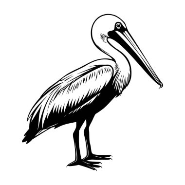Elegant Pelican Illustration in Black and White Showing Detailed Features and Unique Characteristics of the Bird Species