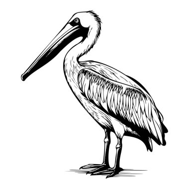 Black and White Illustration of a Pelican with Detailed Features and Unique Posture for Artistic and Nature Themes