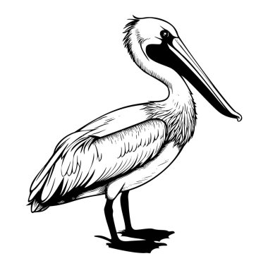 Detailed Black and White Illustration of a Standing Pelican with Long Bill and Fluffy Feathers in a Minimalistic Style