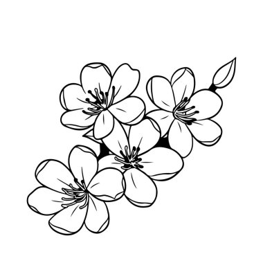 This intricate outline of cherry blossoms showcases delicate petals and a graceful branch, perfect for artistic projects or botanical themes.