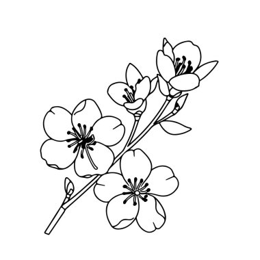 This elegant black line art features a cherry blossom branch adorned with exquisite flowers and buds. Perfect for minimalist aesthetics.