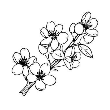 A captivating black and white outline of a cherry blossom branch featuring delicate flowers and leaves. Perfect for art projects and design inspirations.