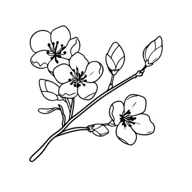 This black and white illustration features a cherry blossom branch with delicate flowers and buds, perfect for nature-themed designs.