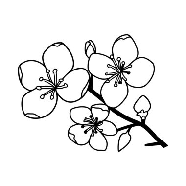 A beautiful line art illustration of cherry blossoms on a branch, perfect for minimalist decor, nature themes, and artistic projects.