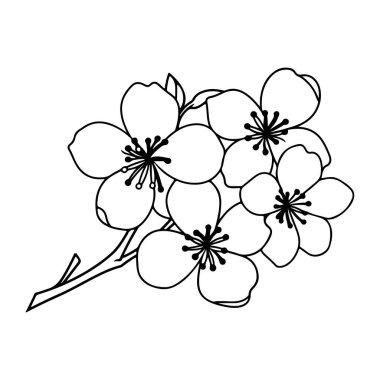 This beautiful black and white line art captures the delicate charm of cherry blossom flowers on a branch, perfect for elegant designs.