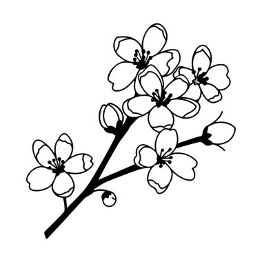 This minimalist black and white illustration showcases delicate cherry blossom flowers emerging from a slender branch, perfect for art decor.