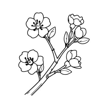 This elegant hand-drawn illustration features a cherry blossom branch with delicate flowers and buds, perfect for design and art projects.
