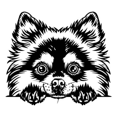 This intricate illustration features a Pomeranian dog, showcasing its charming expression and fluffy fur. Perfect for animal lovers and art projects.