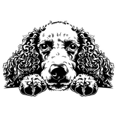 This captivating black and white illustration showcases a dog with curly fur resting its head on its paws, radiating tranquility and charm.