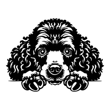 This charming black and white illustration features a cute poodle with curly fur, gazing up with big eyes, perfect for pet lovers and design enthusiasts.