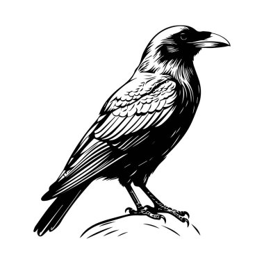 This black and white illustration of a raven perching on a rock captures the elegance and mystery of this striking bird, perfect for artistic themes.