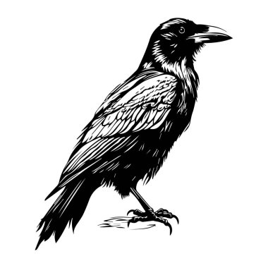 This detailed black and white illustration showcases a raven with intricate feather patterns and a sharp beak, highlighting its elegance and mystique.
