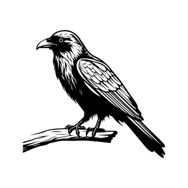 A stunning black and white illustration of a crow perched on a branch, highlighting the intricate details of its feathers and form. Ideal for nature themes.