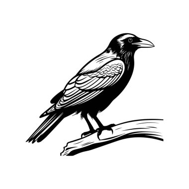 This detailed black and white illustration showcases a raven perched gracefully on a branch, highlighting the elegance of nature's design.