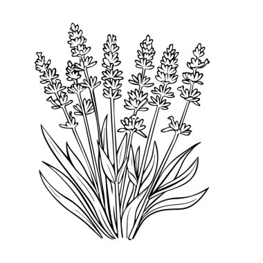 A stunning hand-drawn illustration captures the essence of a blooming lavender plant, perfect for adding a touch of elegance to various projects.