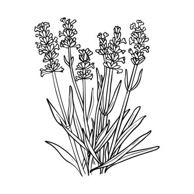 Discover a beautifully detailed hand-drawn outline of lavender flowers, perfect for floral design projects and nature-inspired art.