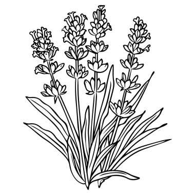 This black and white line art features an elegant lavender plant, highlighting its detailed leaves and blossoms, perfect for art and design projects.