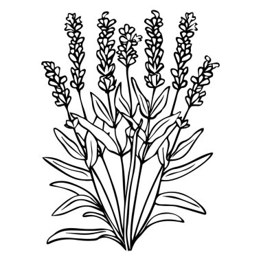 This black and white illustration features a detailed lavender plant, showcasing its beautiful flowers and leaves, perfect for artistic projects and design.