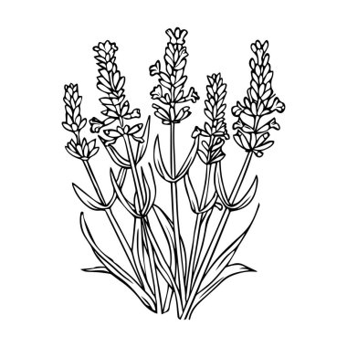This stunning black and white illustration showcases delicate lavender flowers, ideal for various design projects and nature-themed artwork.