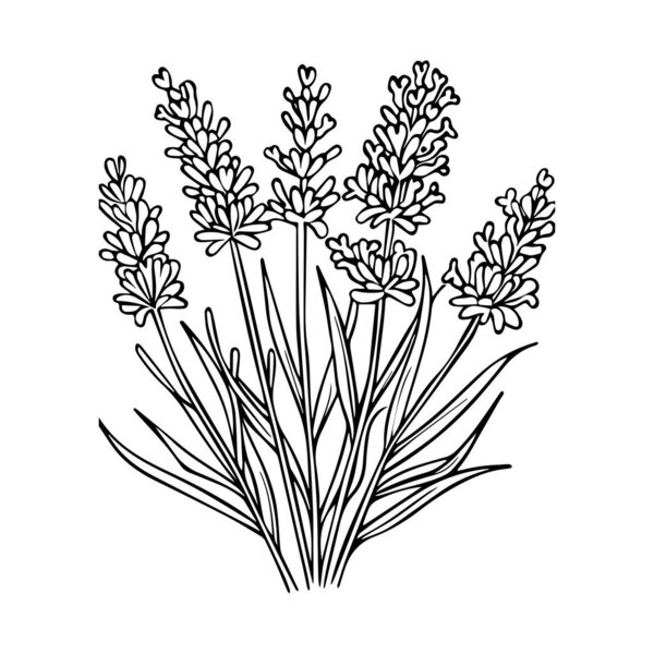 Beautiful outline illustration of lavender flowers, perfect for botanical art or design. Ideal for home decor, products, or relaxation themes.