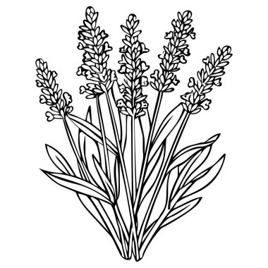 This elegant line art illustration features a bouquet of lavender flowers with detailed leaves, perfect for decor or artistic projects.