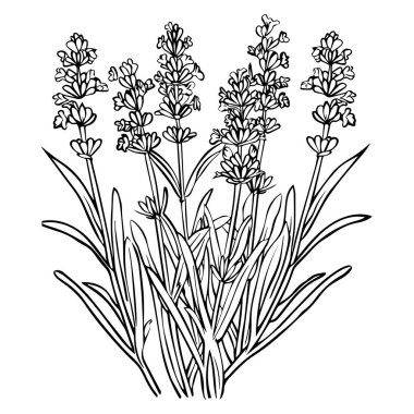 This detailed black and white illustration showcases beautiful lavender flowers, capturing their elegance and natural charm in a botanical style.