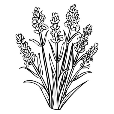 A beautifully detailed outline illustration of lavender flowers showcases slender stems and intricate petals, ideal for art projects and botanical design.