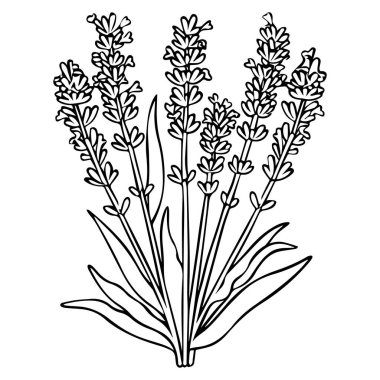 This artistic illustration features lavender flowers with lush green leaves, perfect for decor or design projects emphasizing nature and beauty.