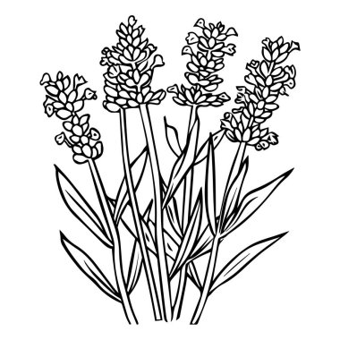 This hand-drawn illustration features detailed lavender flowers in black and white, perfect for a variety of design applications.