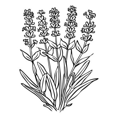 This hand-drawn outline illustration features lavender flowers with intricate details. Ideal for botanical designs, textiles, or nature-themed art projects.