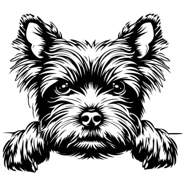 This detailed black and white illustration captures a Yorkie dog with expressive features, conveying curiosity and warmth through soft lines and artful design.
