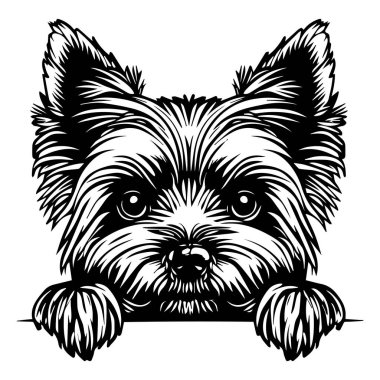 A charming black and white illustration of a Yorkshire Terrier peeking over a surface, showcasing its expressive eyes and fluffy fur. Ideal for dog lovers.