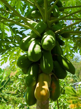 taze papaya ağaç