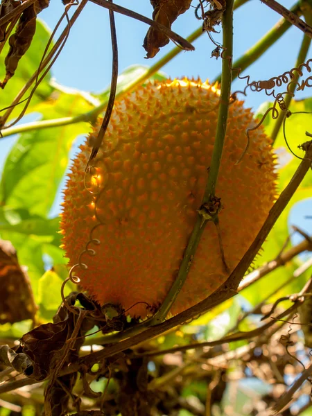 Fruit, Momordica cochinchinchinensis — Photo