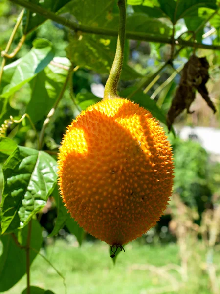Momordica cochinchinensis fruits — Photo