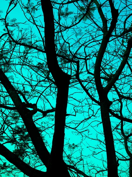 Oppervlak met kleurrijke bomen — Stockfoto