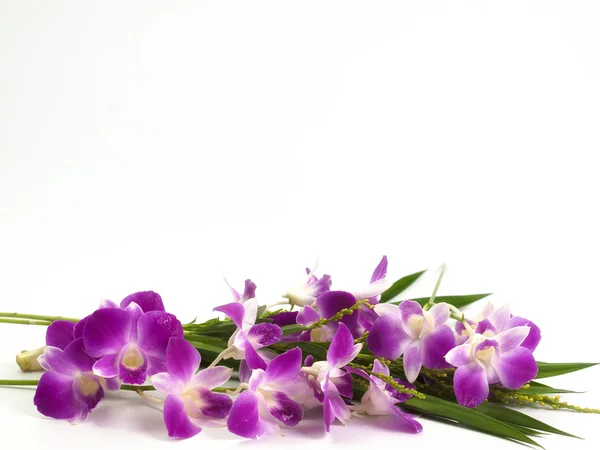 Orchidea thailandese, colore viola isolato su sfondo bianco . — Foto Stock