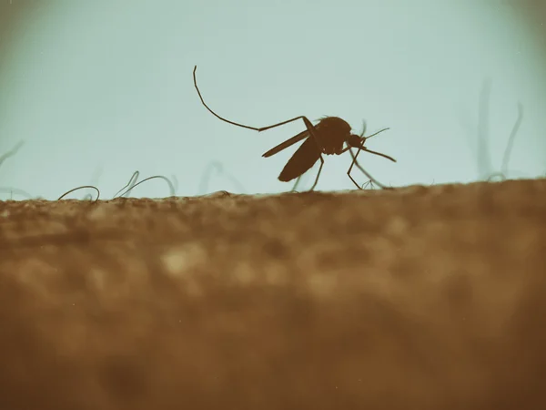 Komara na ludzkiej skórze. — Zdjęcie stockowe