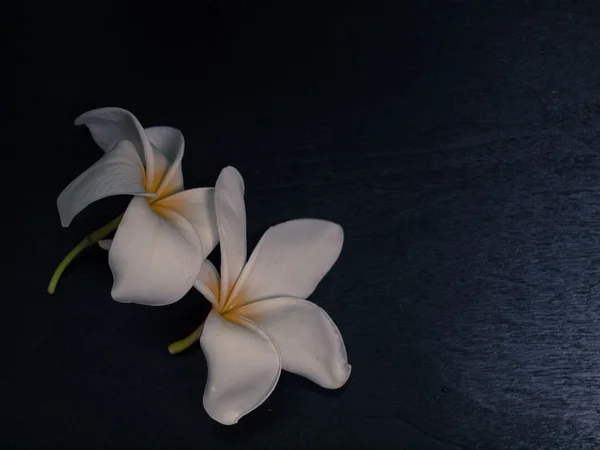 フランジパニの花自然 — ストック写真