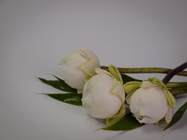 Beyaz Lotus ibadet için buket