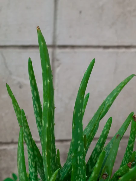 Aloe Vera Plant, vasos ao ar livre — Fotografia de Stock