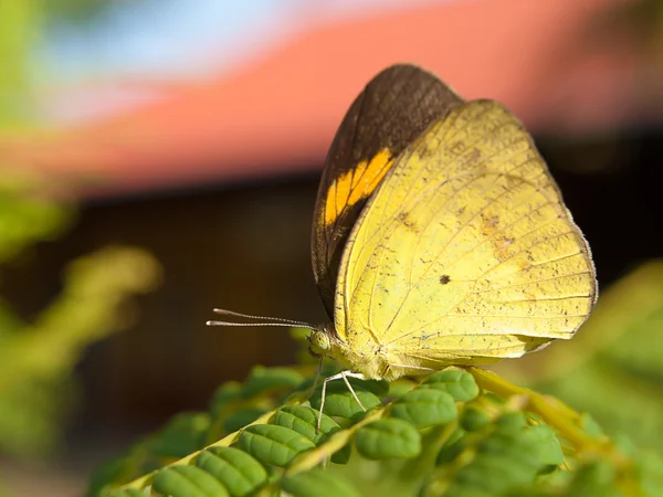 Insekten, Schmetterlinge, auf einem Glied — Stockfoto