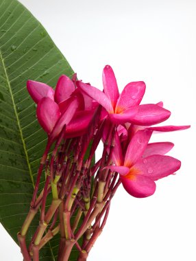 Plumeria çiçek kadar kapatın