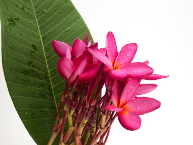 Plumeria çiçek kadar kapatın