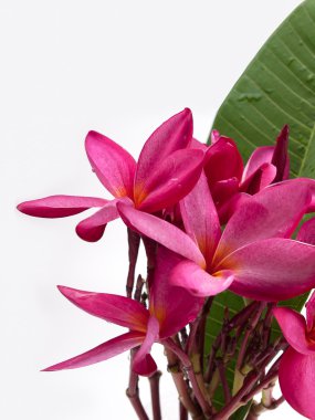 Plumeria çiçek kadar kapatın