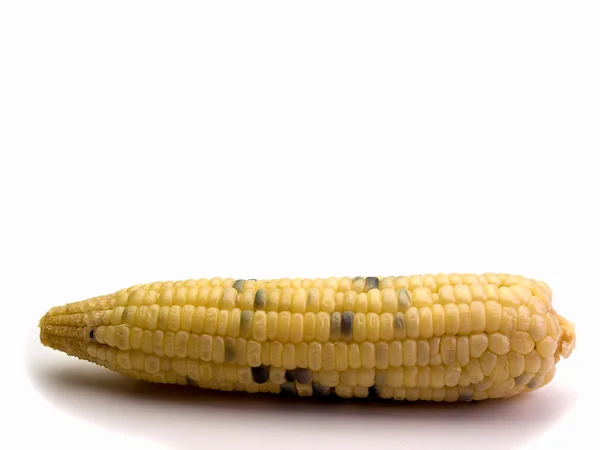 Fresh organic corn — Stock Photo, Image