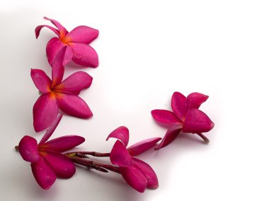 Plumeria yakından çiçek, beyaz zemin üzerine yerleştirilmiş.