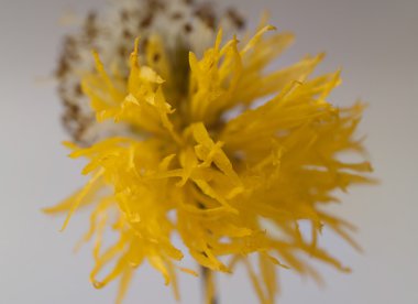 Bulanık sarı çiçek